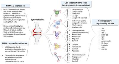 NR4A1-3 nuclear receptor activity and immune cell dysregulation in rheumatic diseases